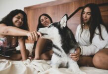 What Happens in Your Brain When You Pet Animals